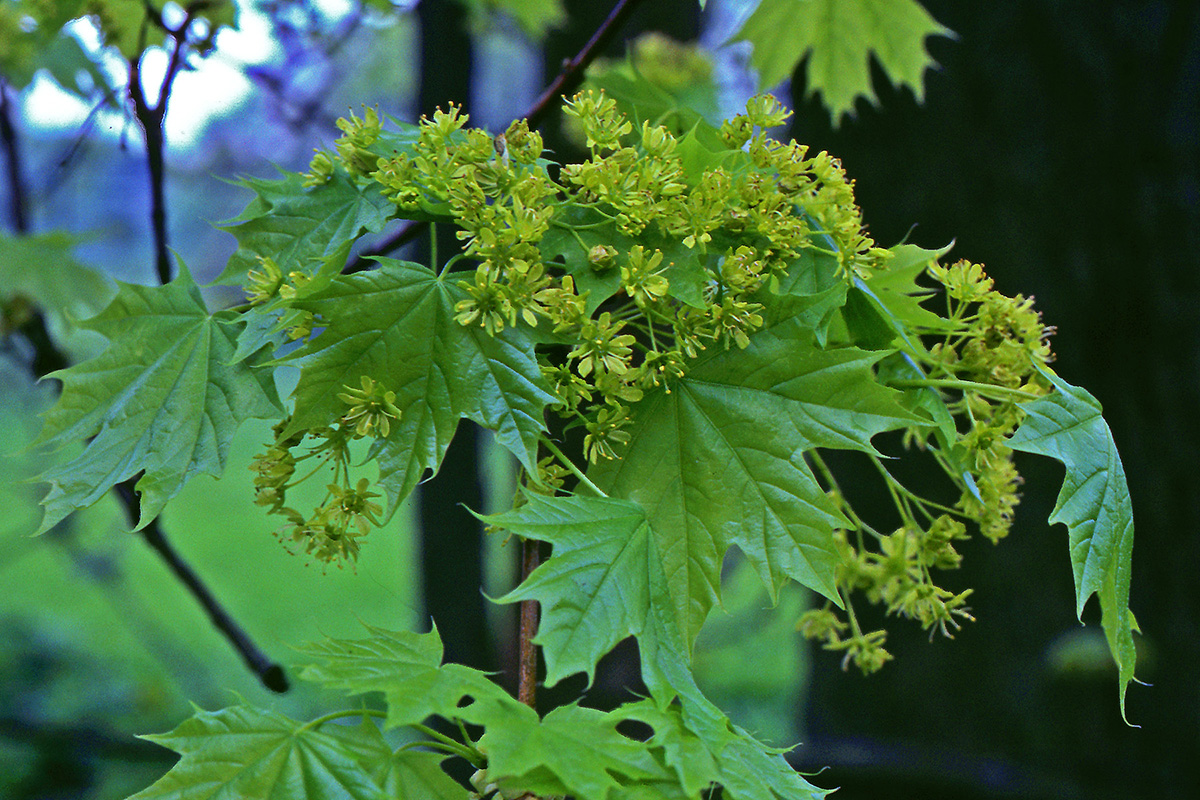 Aceraceae Acer platanoides