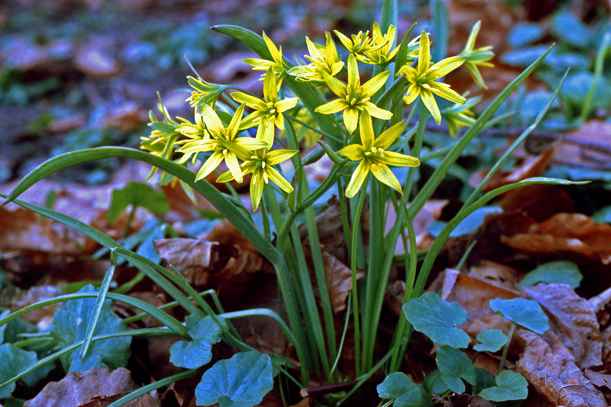 Liliaceae Gagea lutea