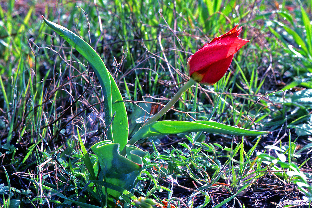 Liliaceae Tulipa undulatifolia
