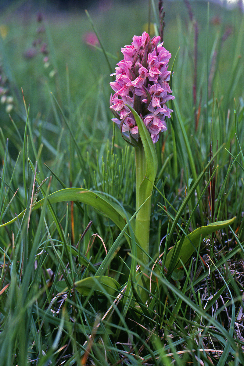 Orchidaceae Dactylorhiza incarnata