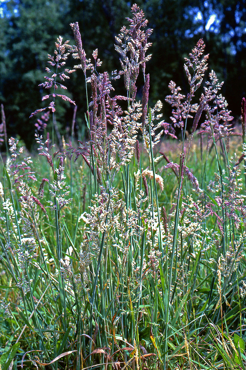 Poaceae Holcus lanatus