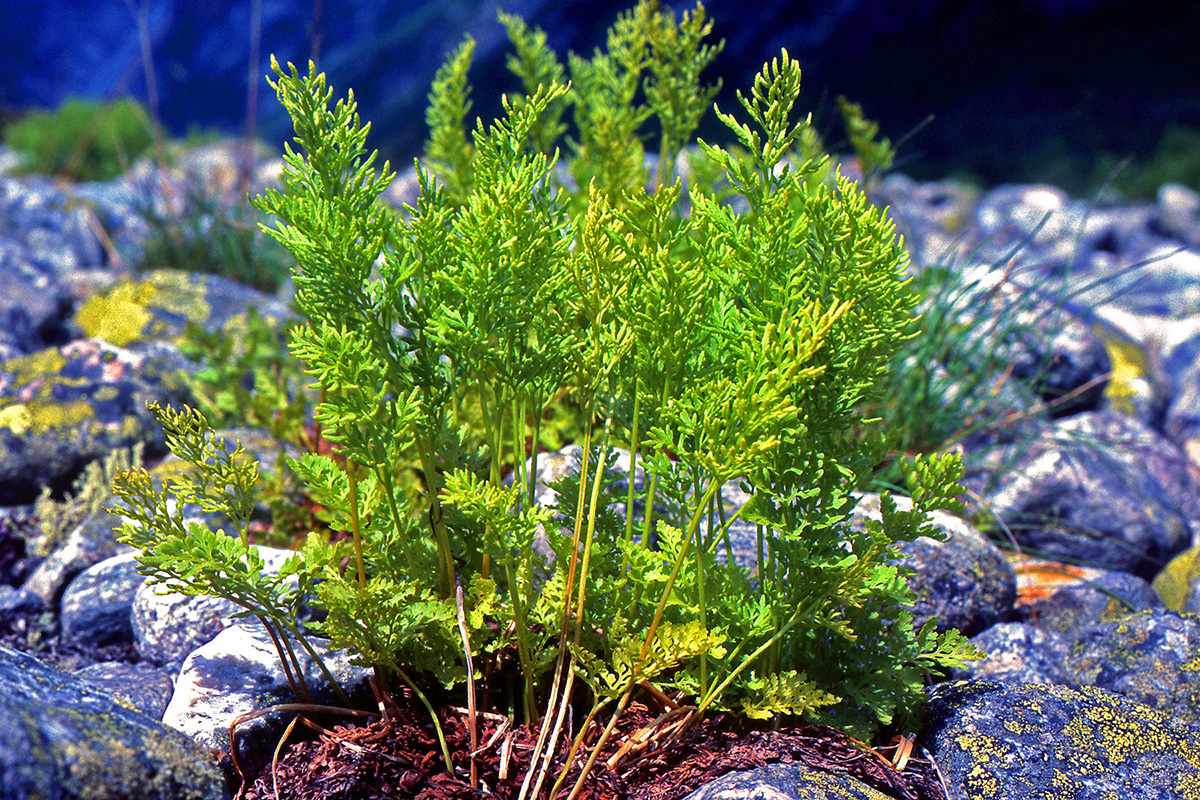 Pteridaceae Cryptogramma crispa
