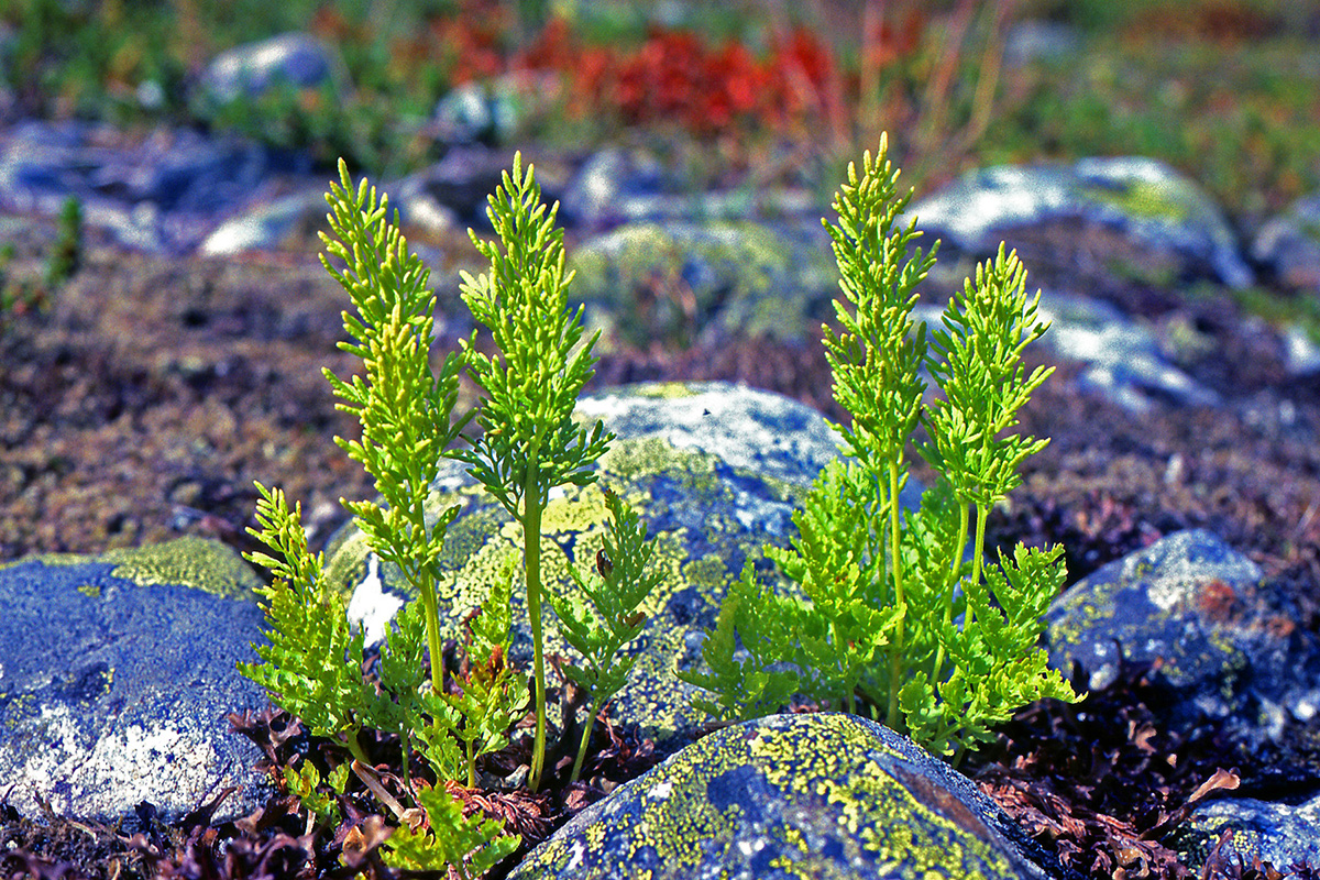 Pteridaceae Cryptogramma crispa