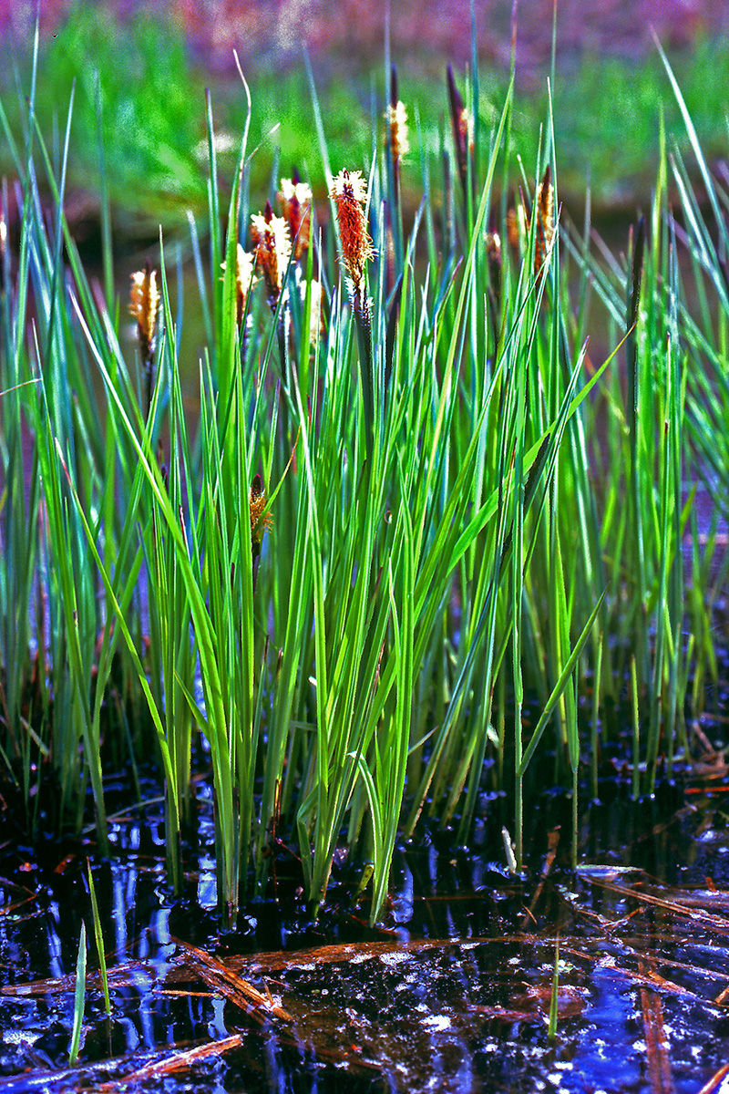 Cyperaceae Carex elata