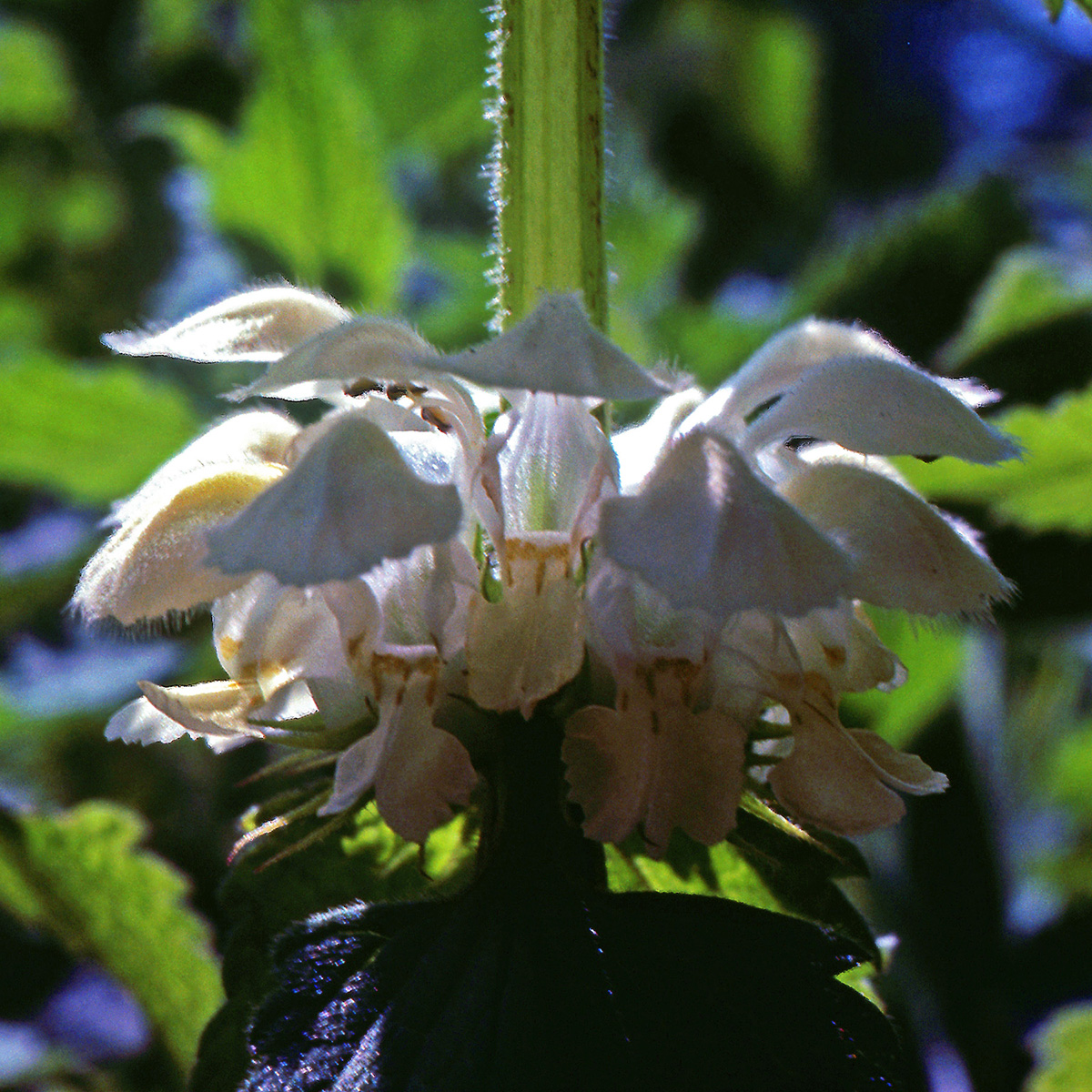 Lamiaceae Lamium album