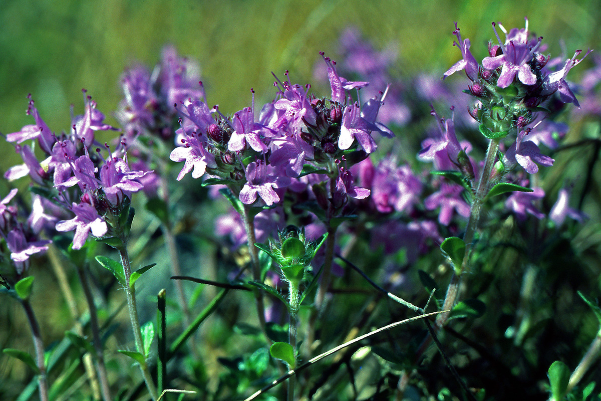 Lamiaceae Thymus serpyllum