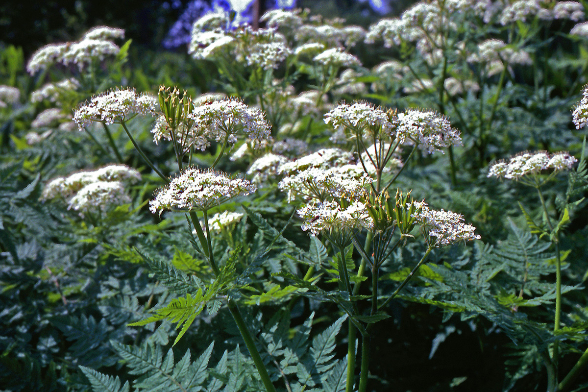 Apiaceae Myrrhis odorata