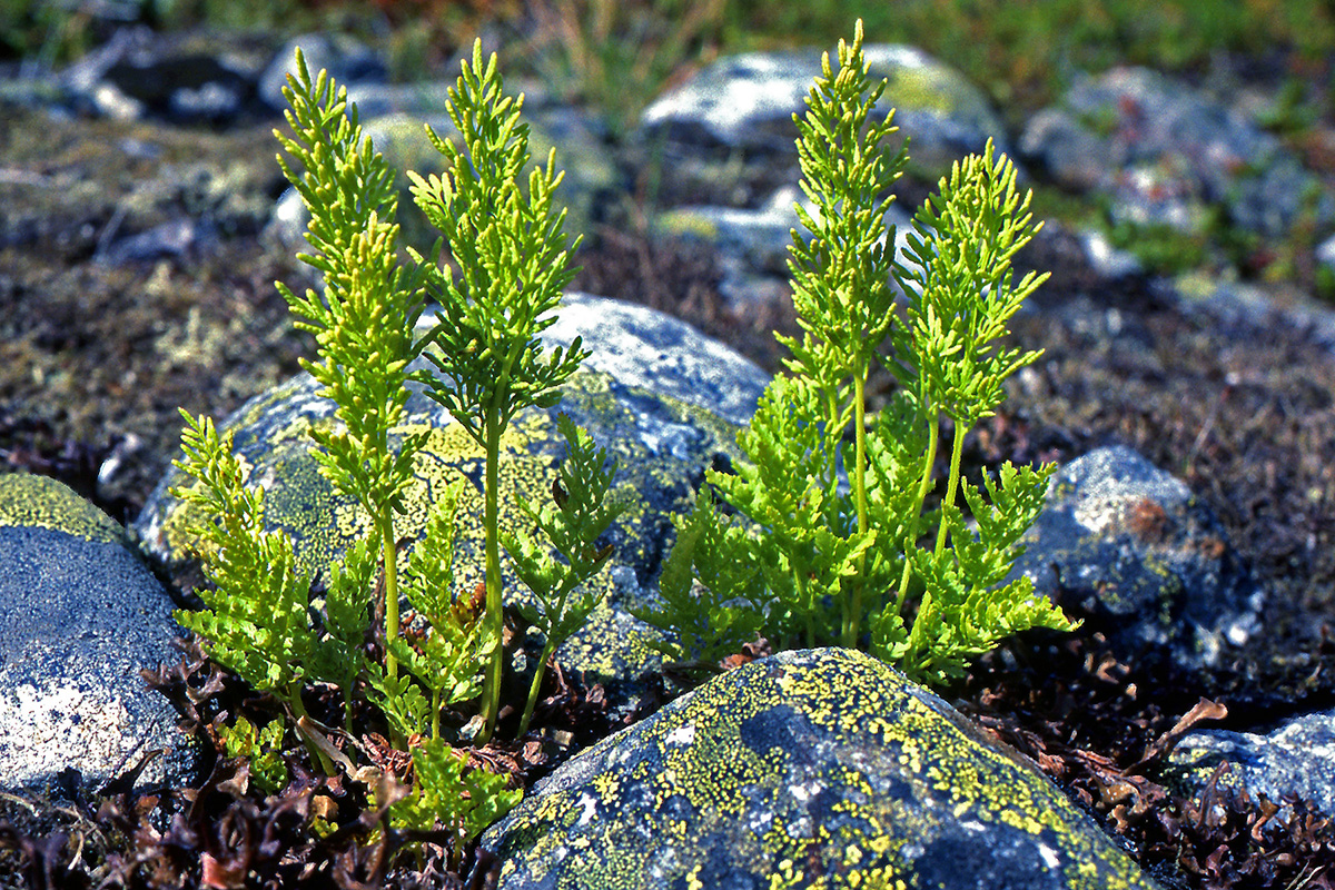 Pteridaceae Cryptogramma crispa