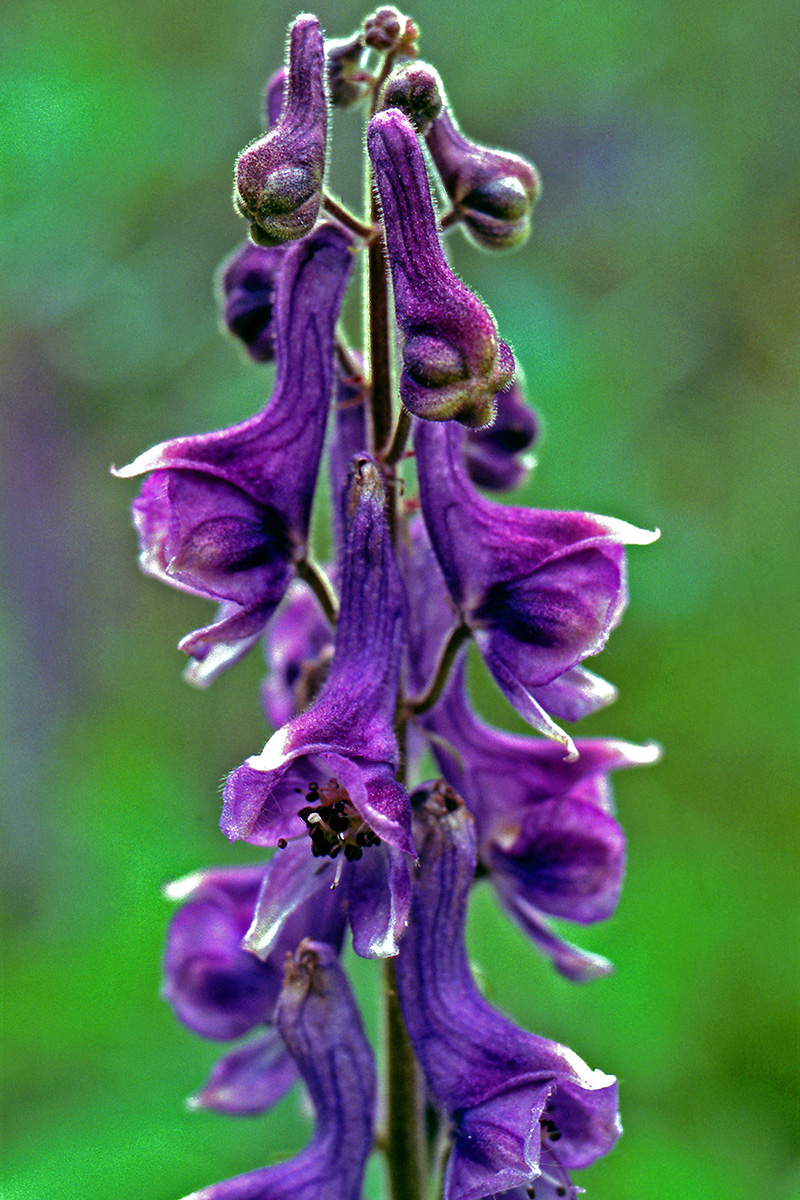 Ranunculaceae Aconitum septentrionale