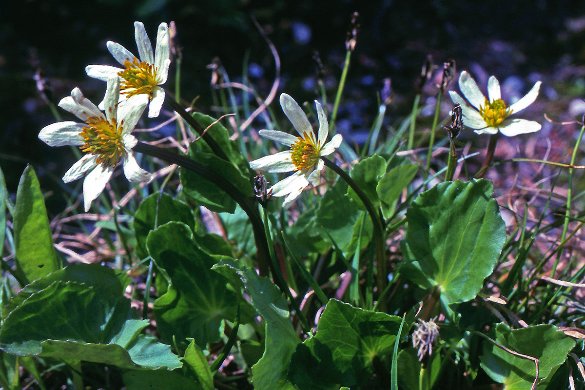 Ranunculaceae Caltha leptosepala