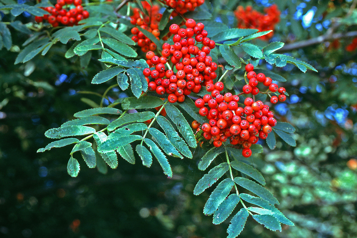 Rosaceae Sorbus aucuparia