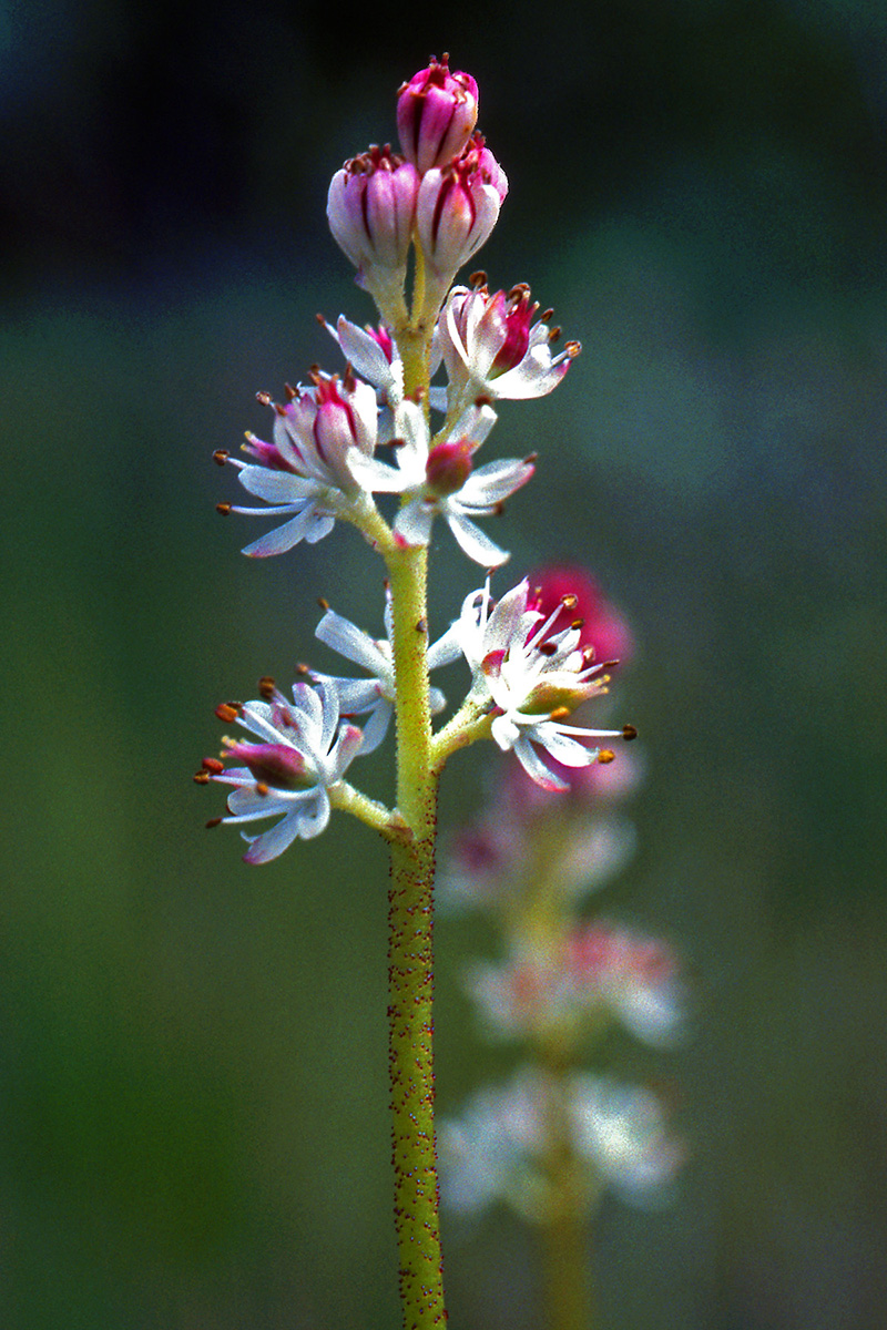 Tofieldiaceae Triantha glutinosa