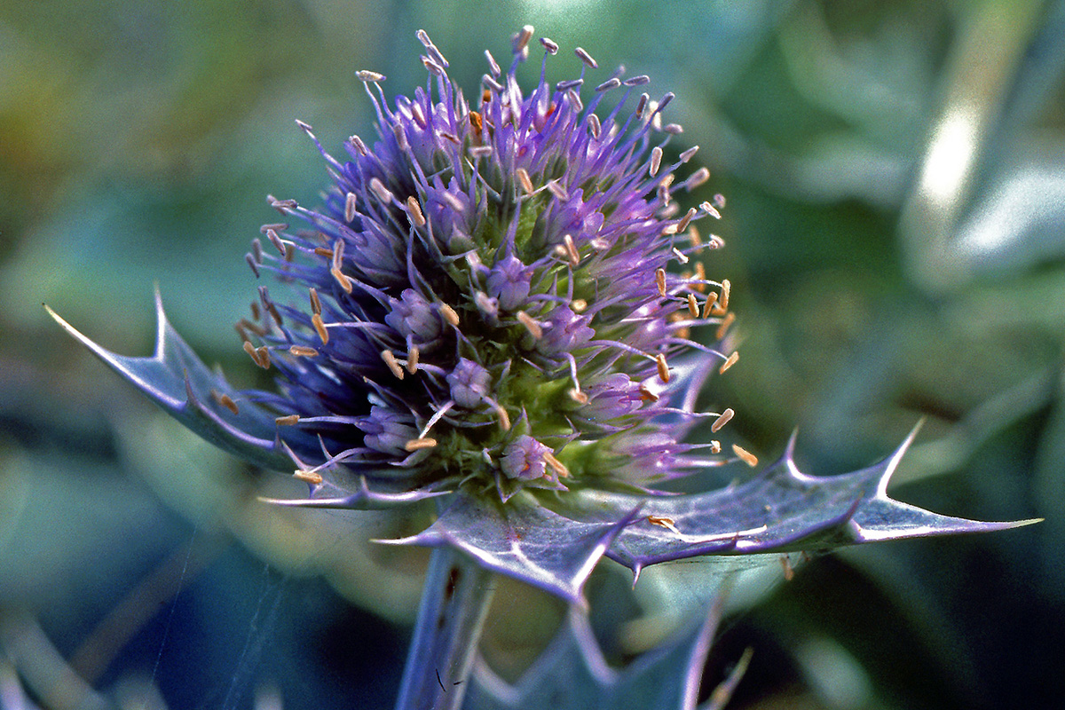 Apiaceae Eryngium maritimum
