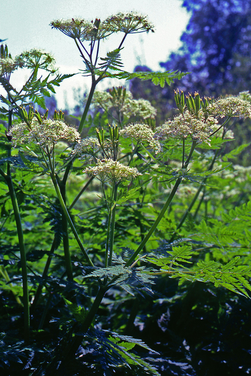 Apiaceae Myrrhis odorata