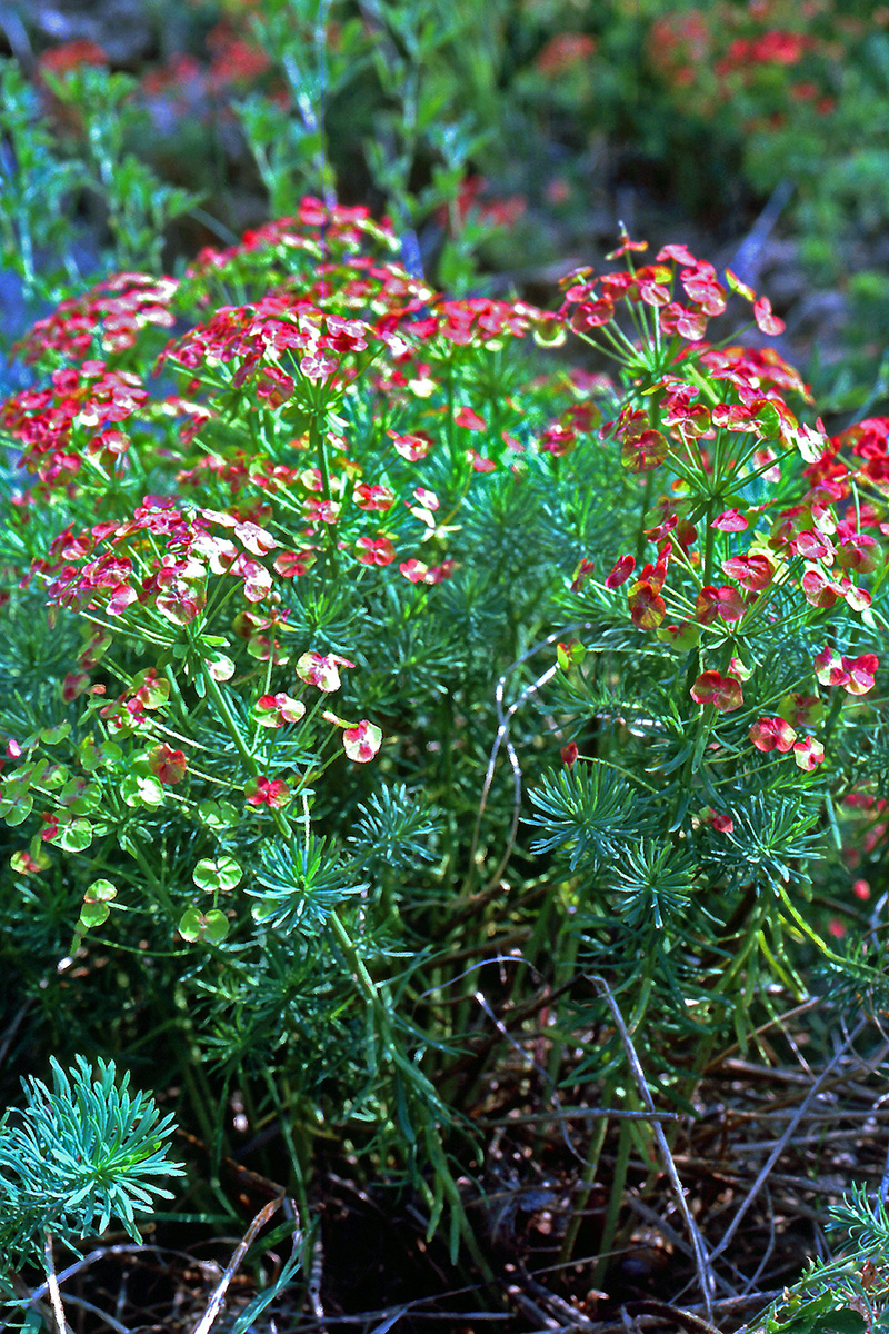 Euphorbiaceae Euphorbia cyparissias