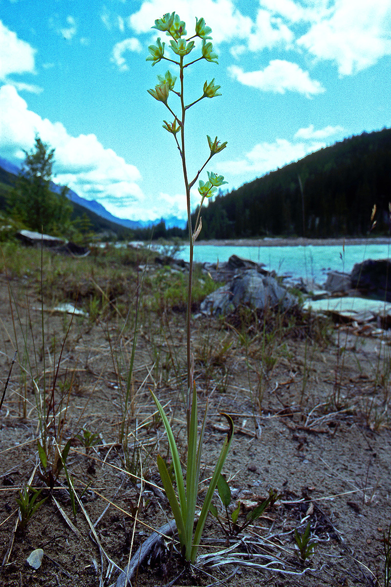 Melanthiaceae Anticlea elegans