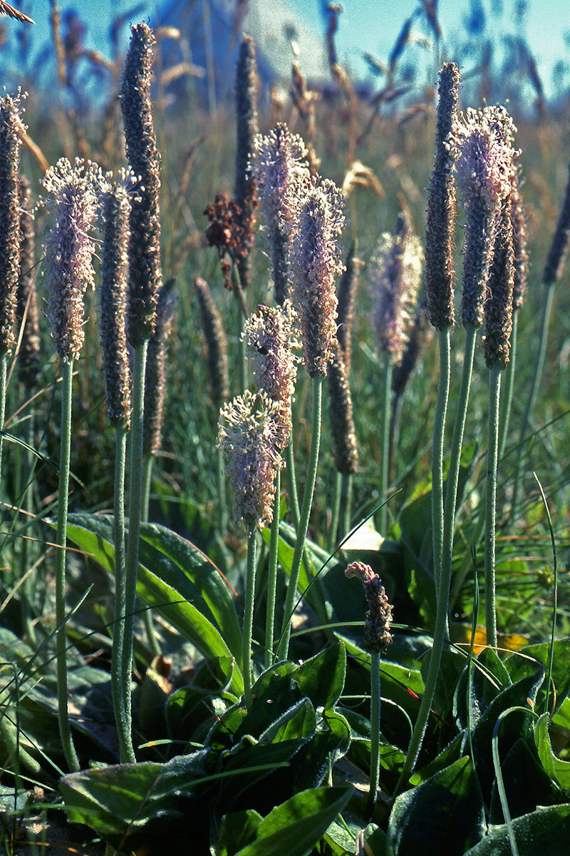 Plantaginaceae Plantago media