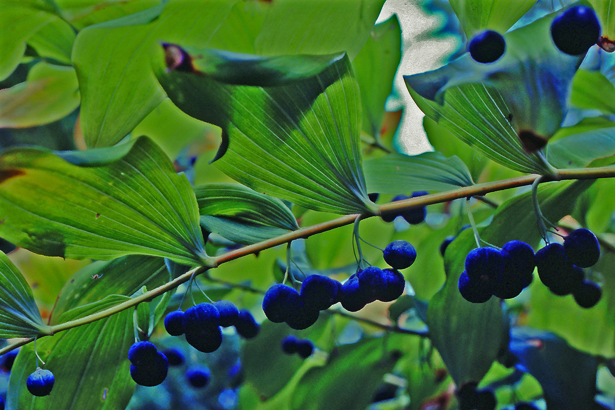 Asparagaceae Polygonatum multiflorum
