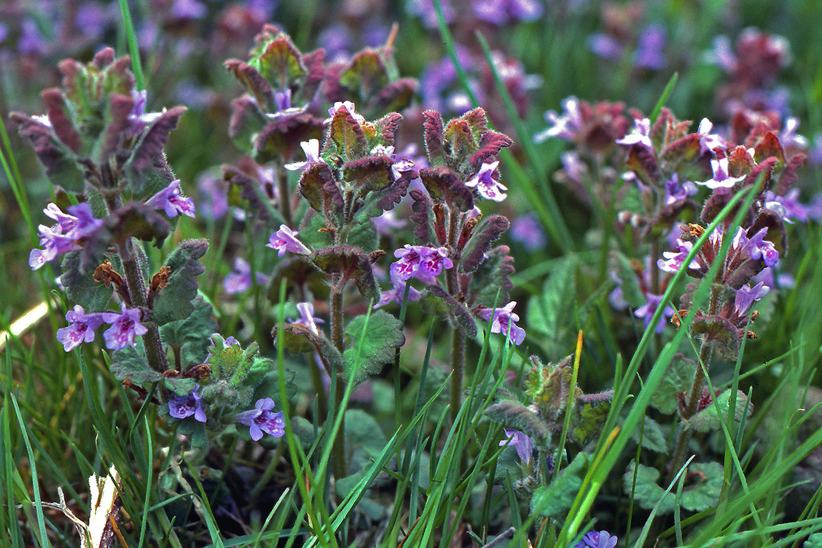 Lamiaceae Glechoma hederacea