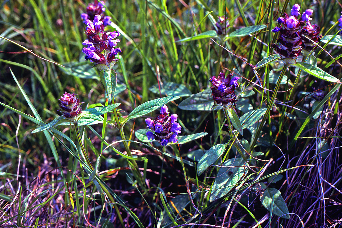 Lamiaceae Prunella vulgaris