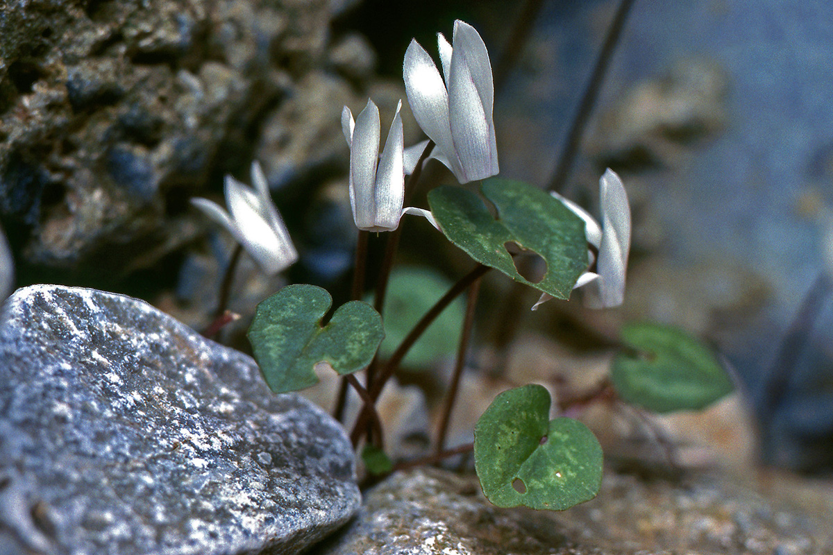 Primulaceae Cyclamen creticum