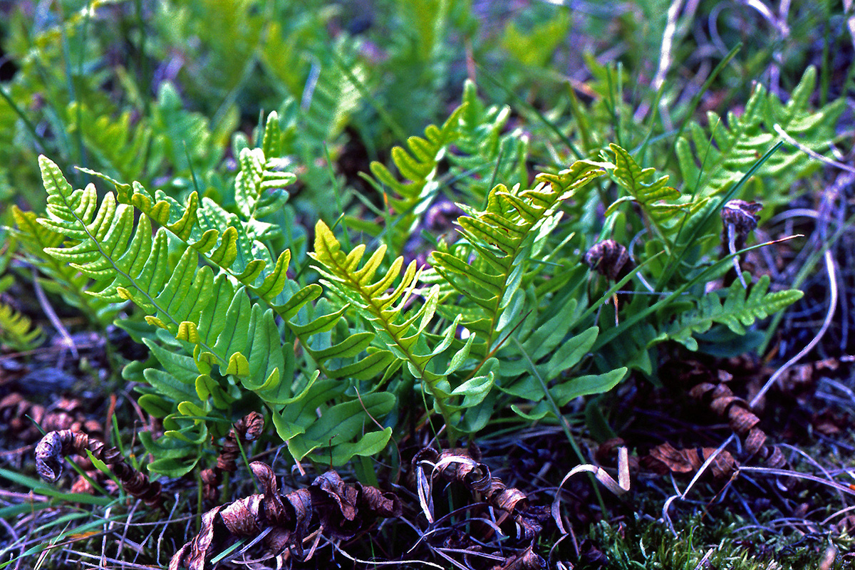 Polypodiaceae Polypodium vulgare