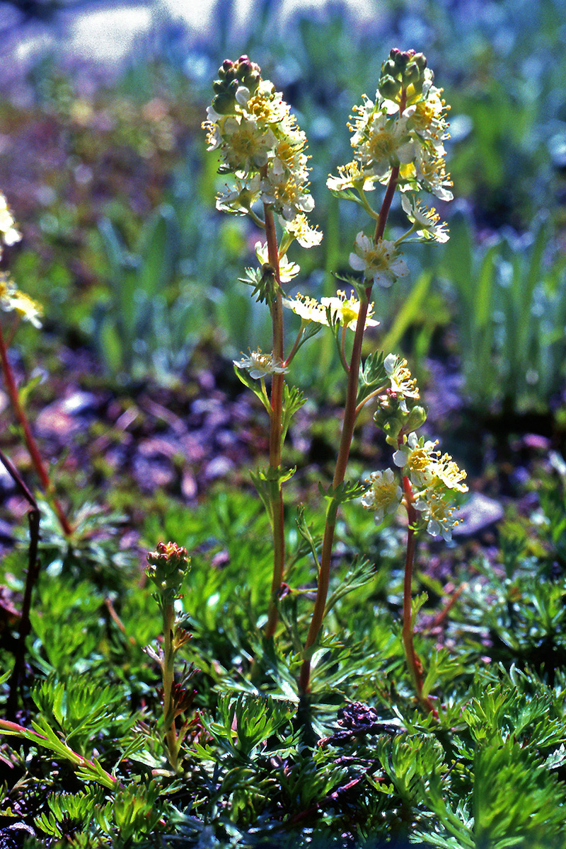 Rosaceae Luetkea pectinata