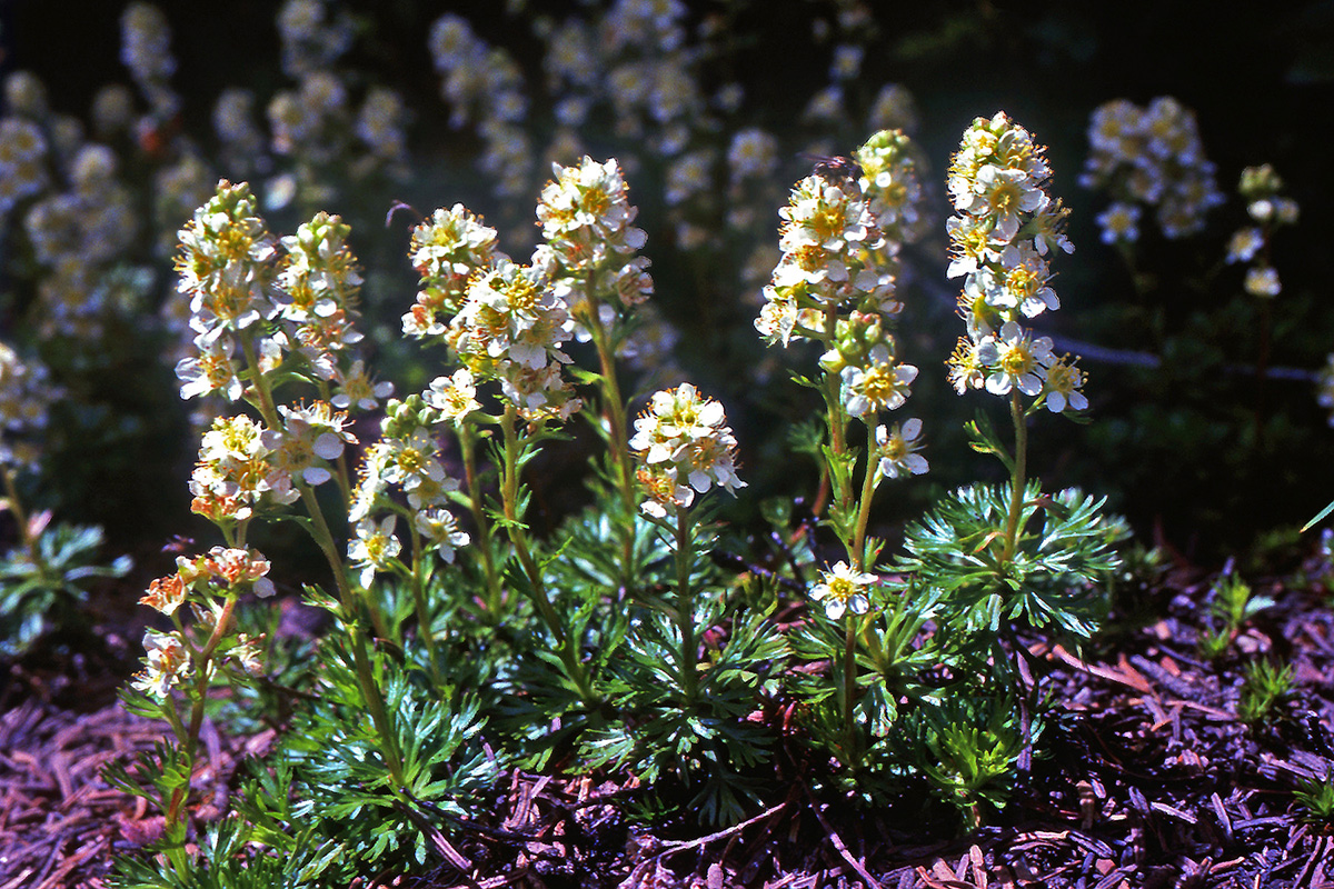 Rosaceae Luetkea pectinata