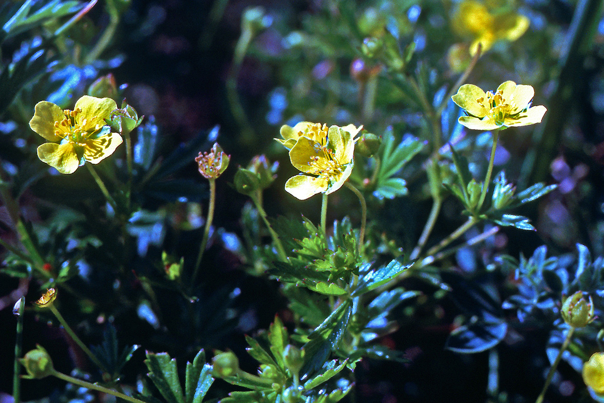 Rosaceae Potentilla erecta