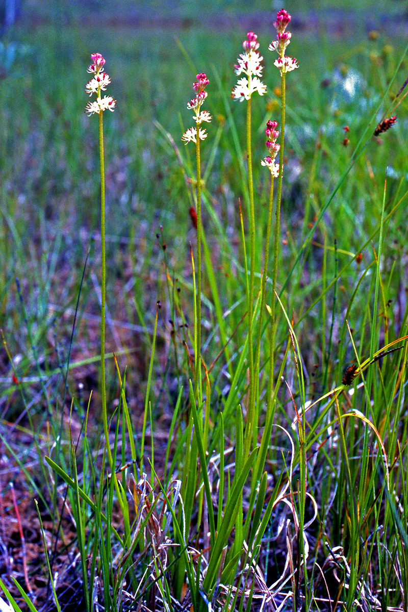 Tofieldiaceae Triantha glutinosa