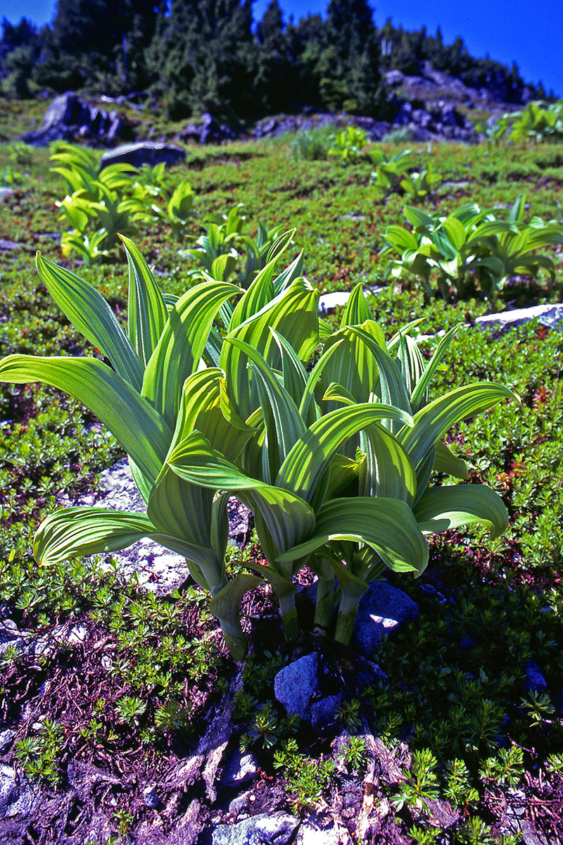Melanthiaceae Veratrum viride