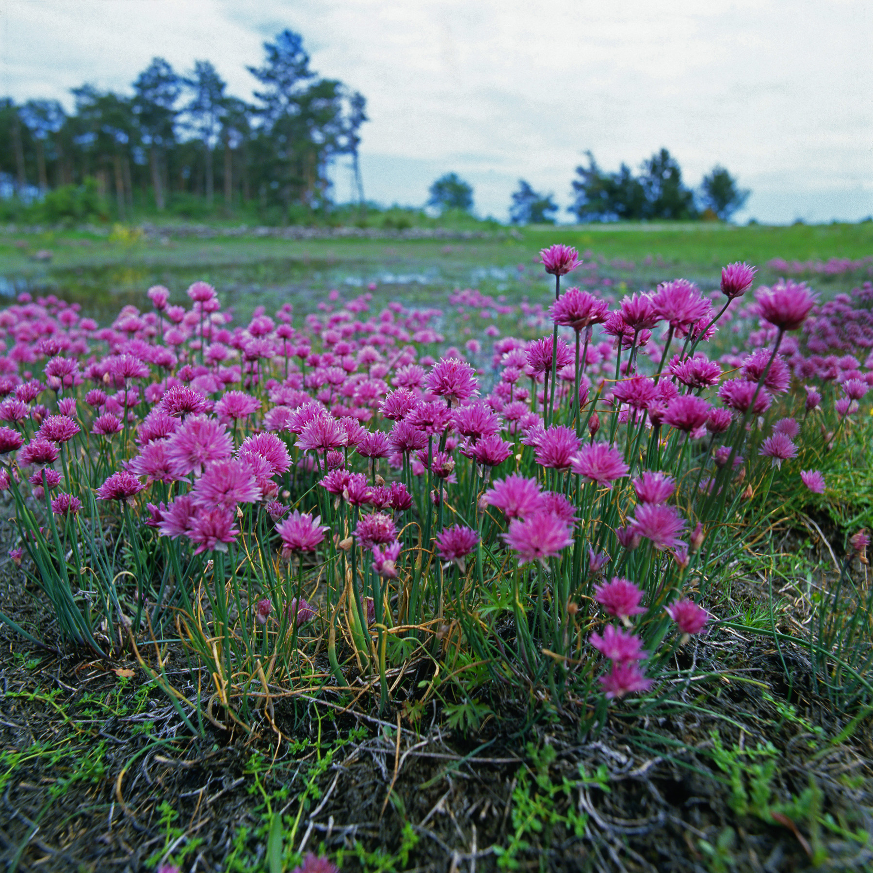 Amaryllidaceae Allium schoenoprasum