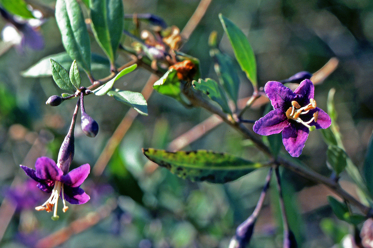 Solanaceae Lycium barbarum