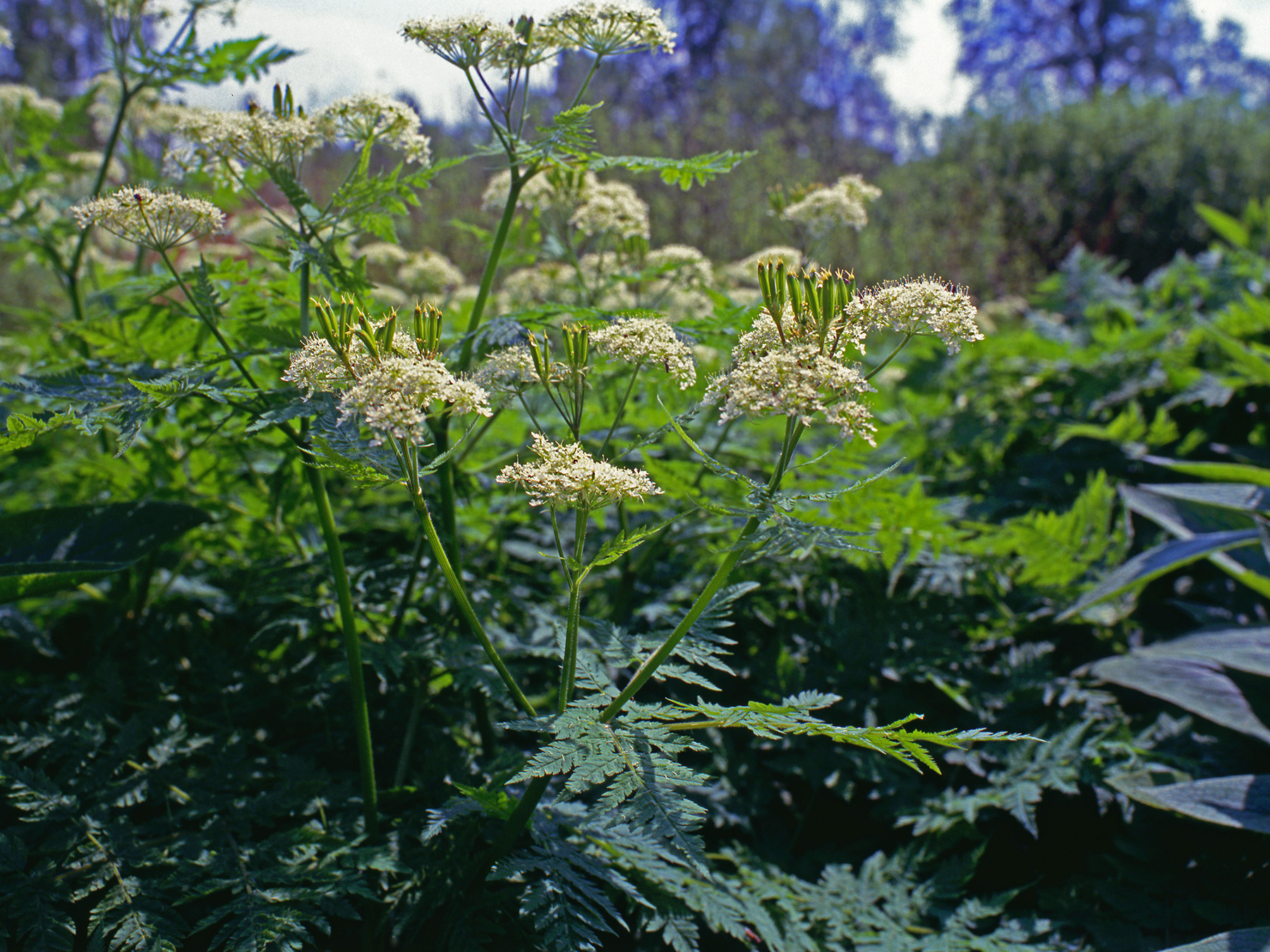 Apiaceae Myrrhis odorata