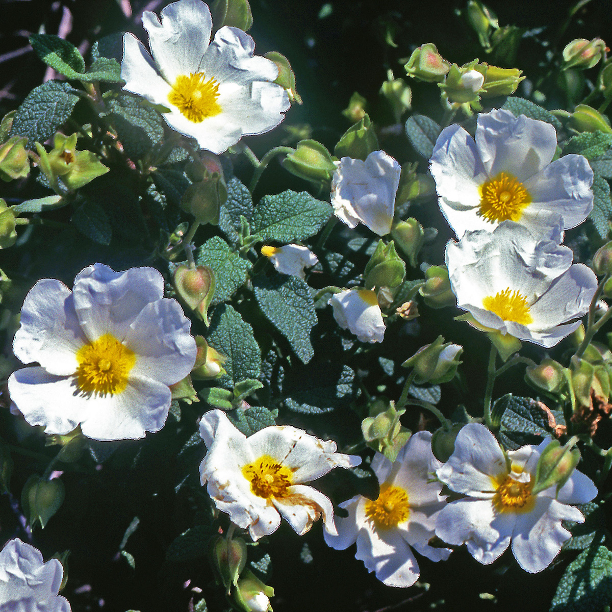 Cistaceae Cistus salviifolius