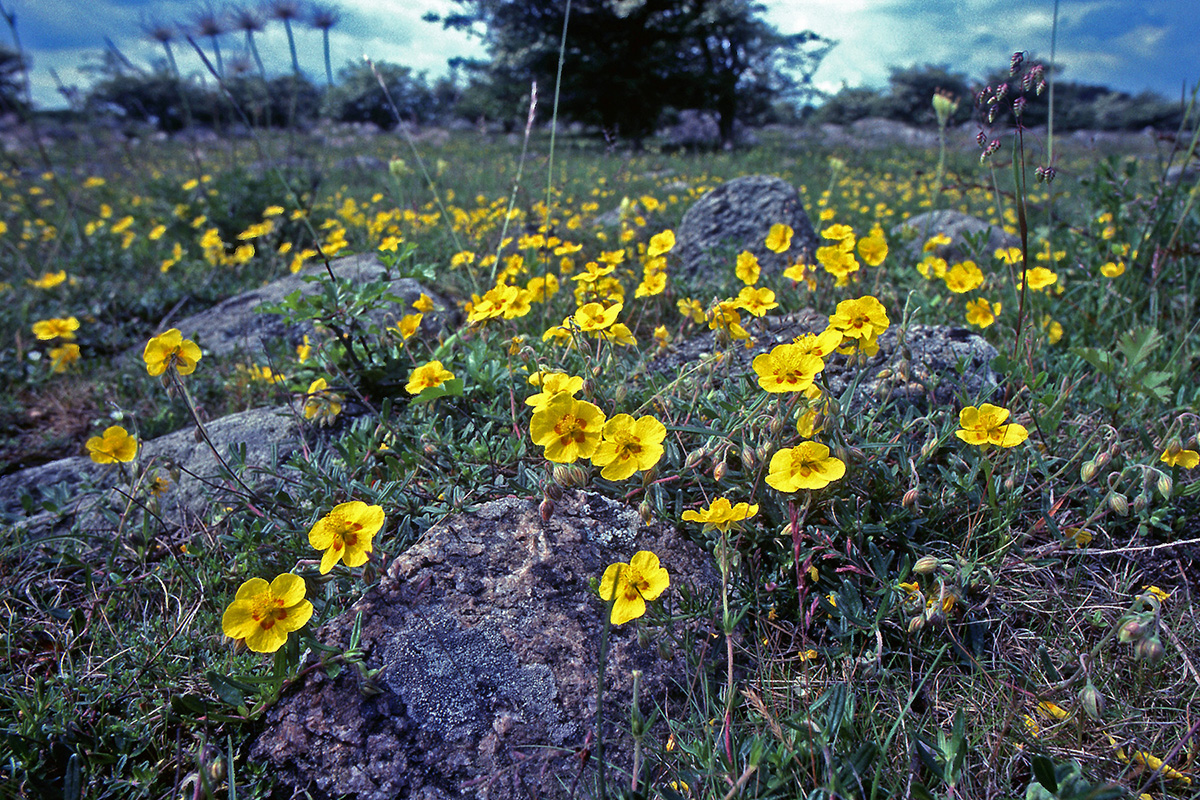 Cistaceae Helianthemum nummularium