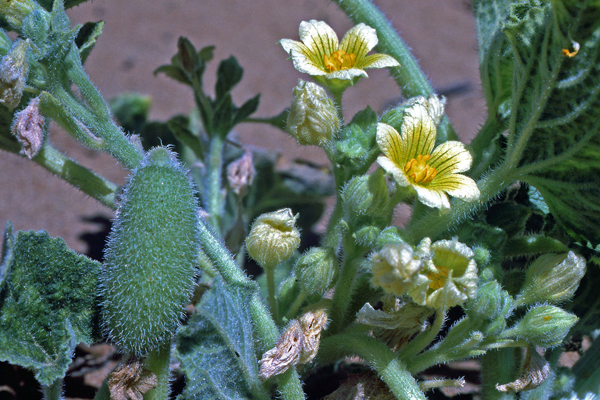 Cucurbitaceae Ecballium elaterium