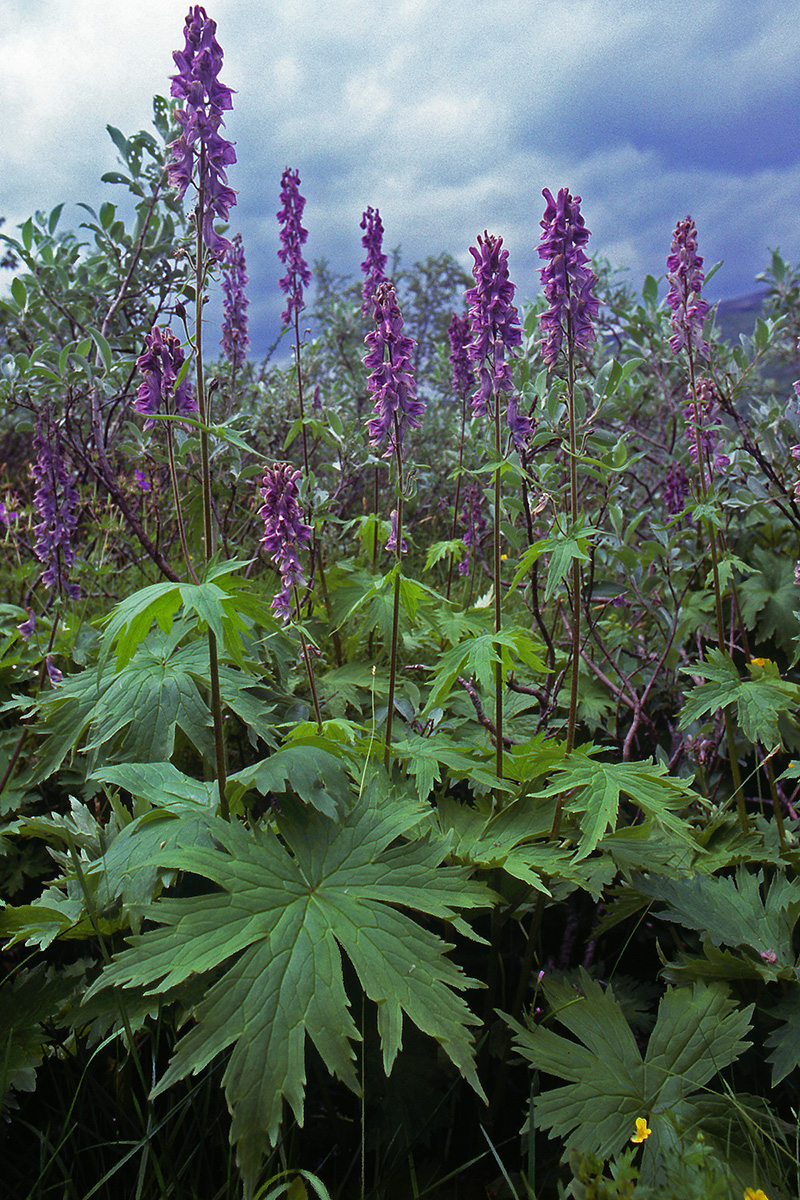 Ranunculaceae Aconitum septentrionale