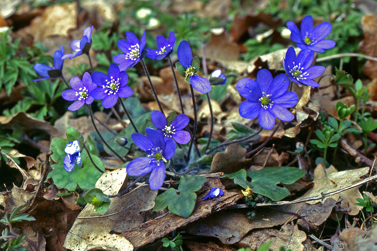 Ranunculaceae Anemone hepatica