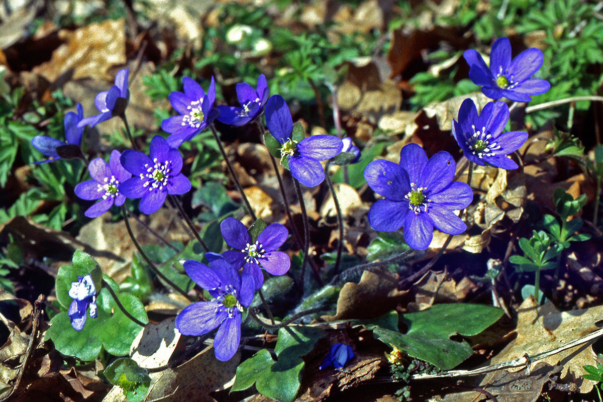 Ranunculaceae Anemone hepatica