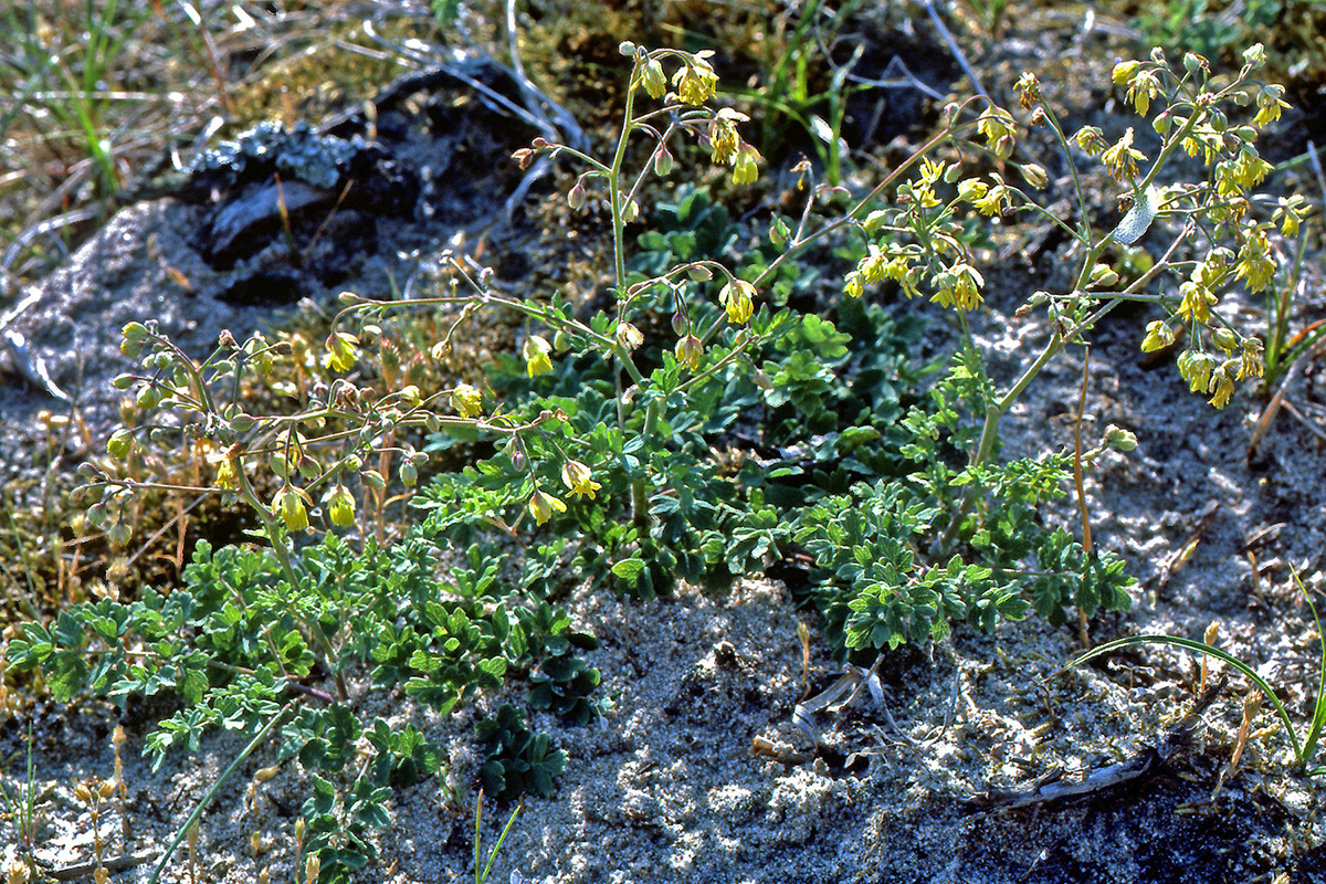 Ranunculaceae Thalictrum minus