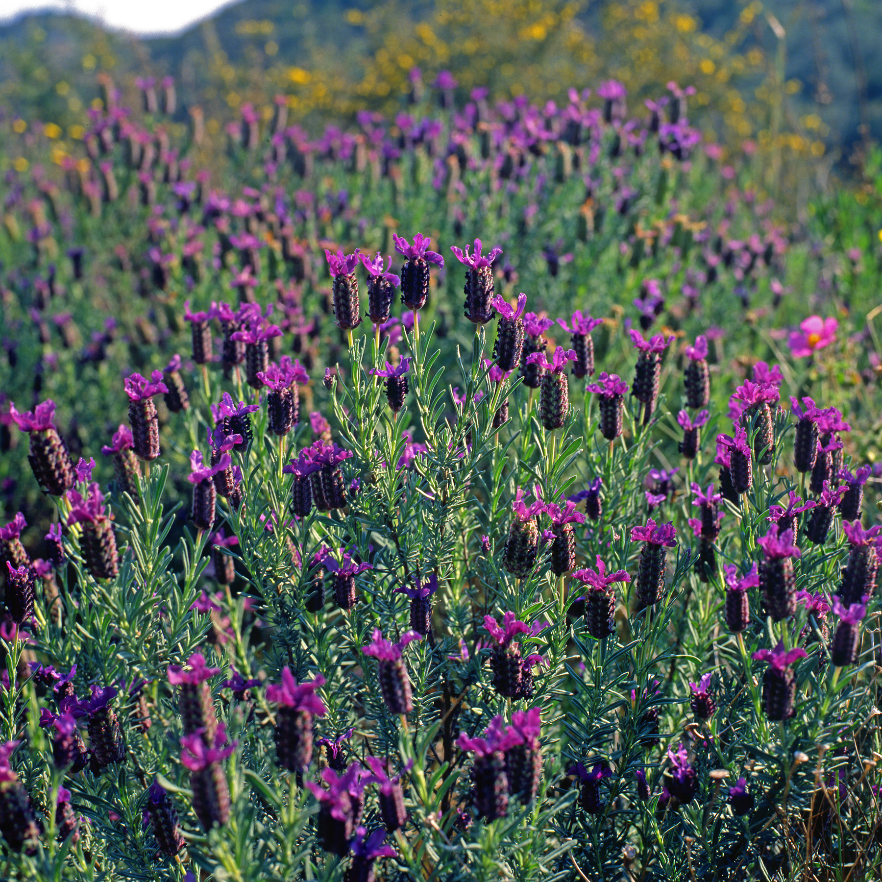 Lamiaceae Lavandula stoechas