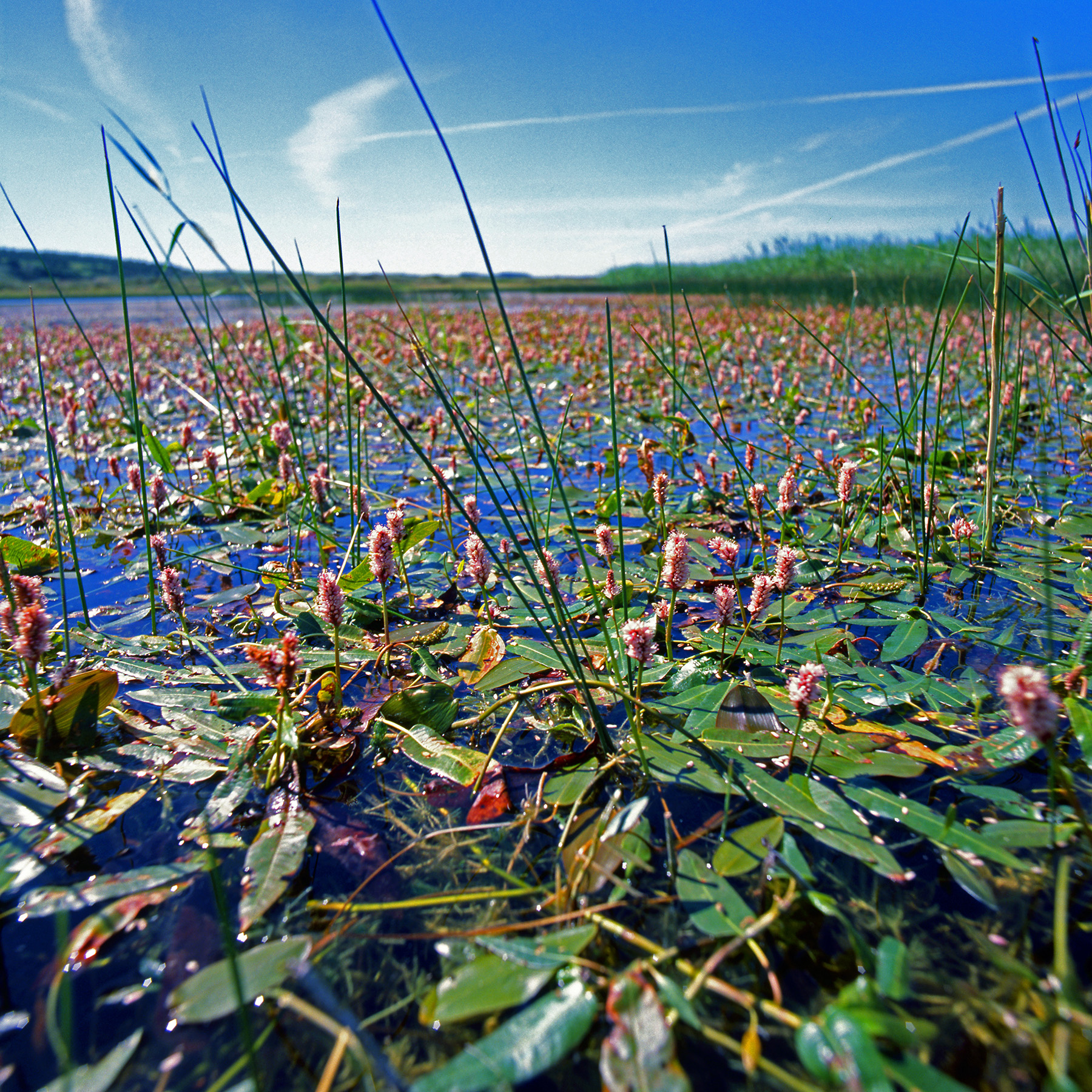Polygonaceae Persicaria amphibia