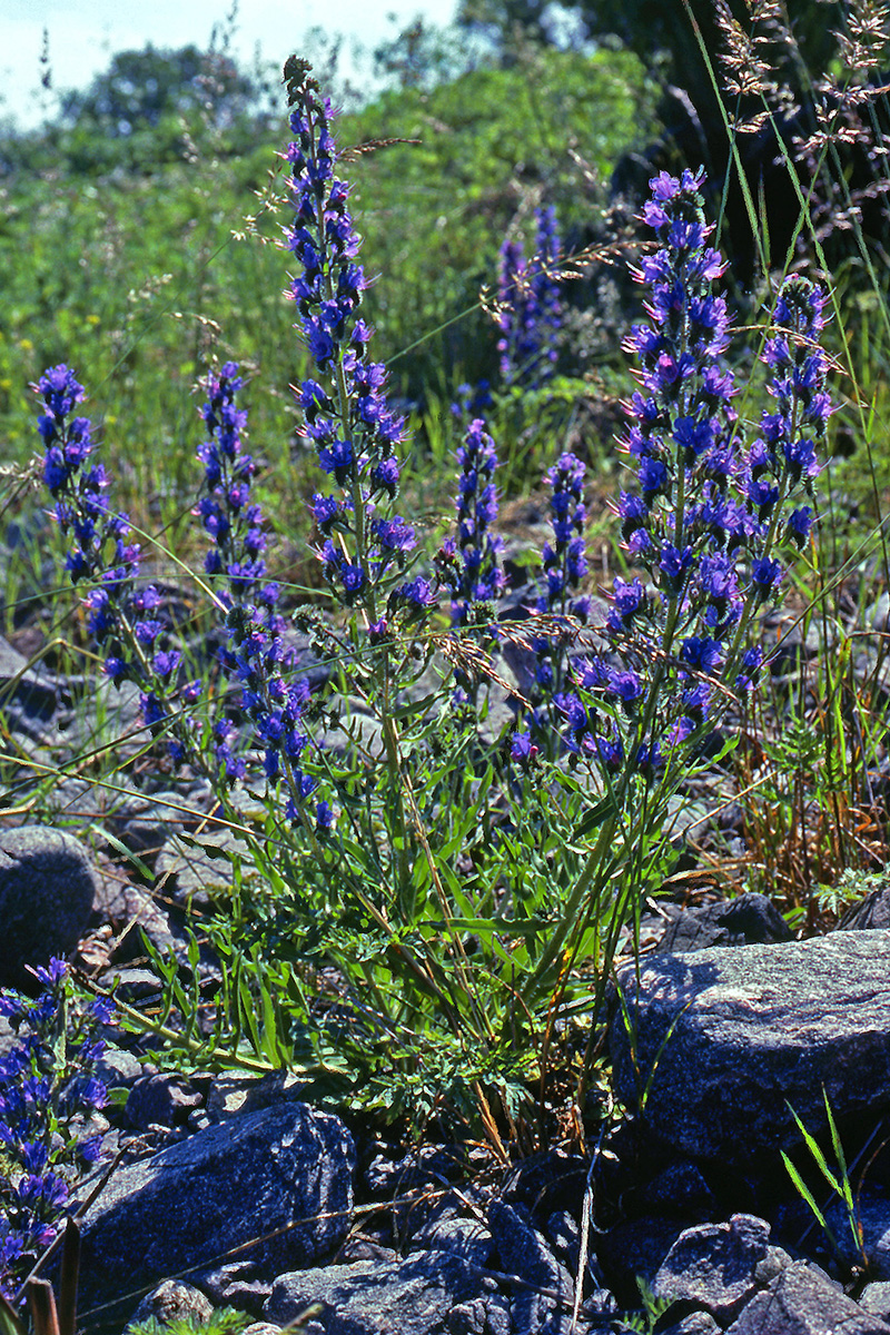 Boraginaceae Echium vulgare