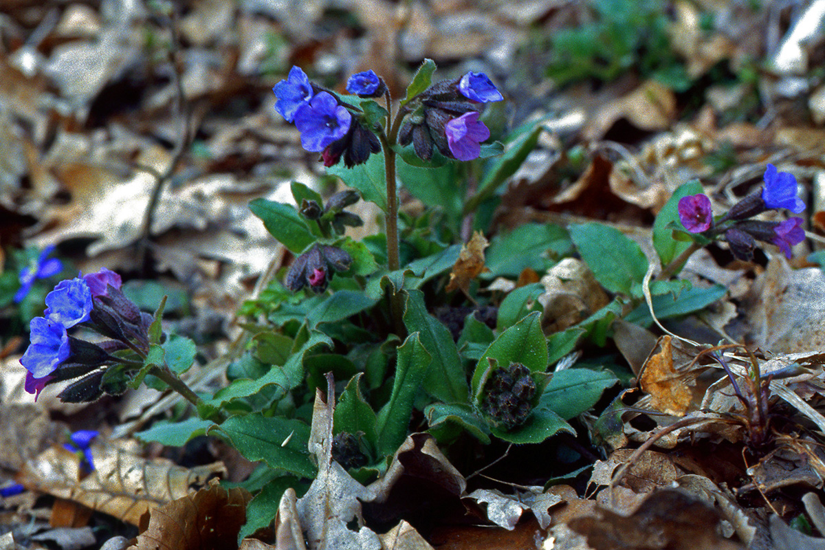 Boraginaceae Pulmonaria obscura
