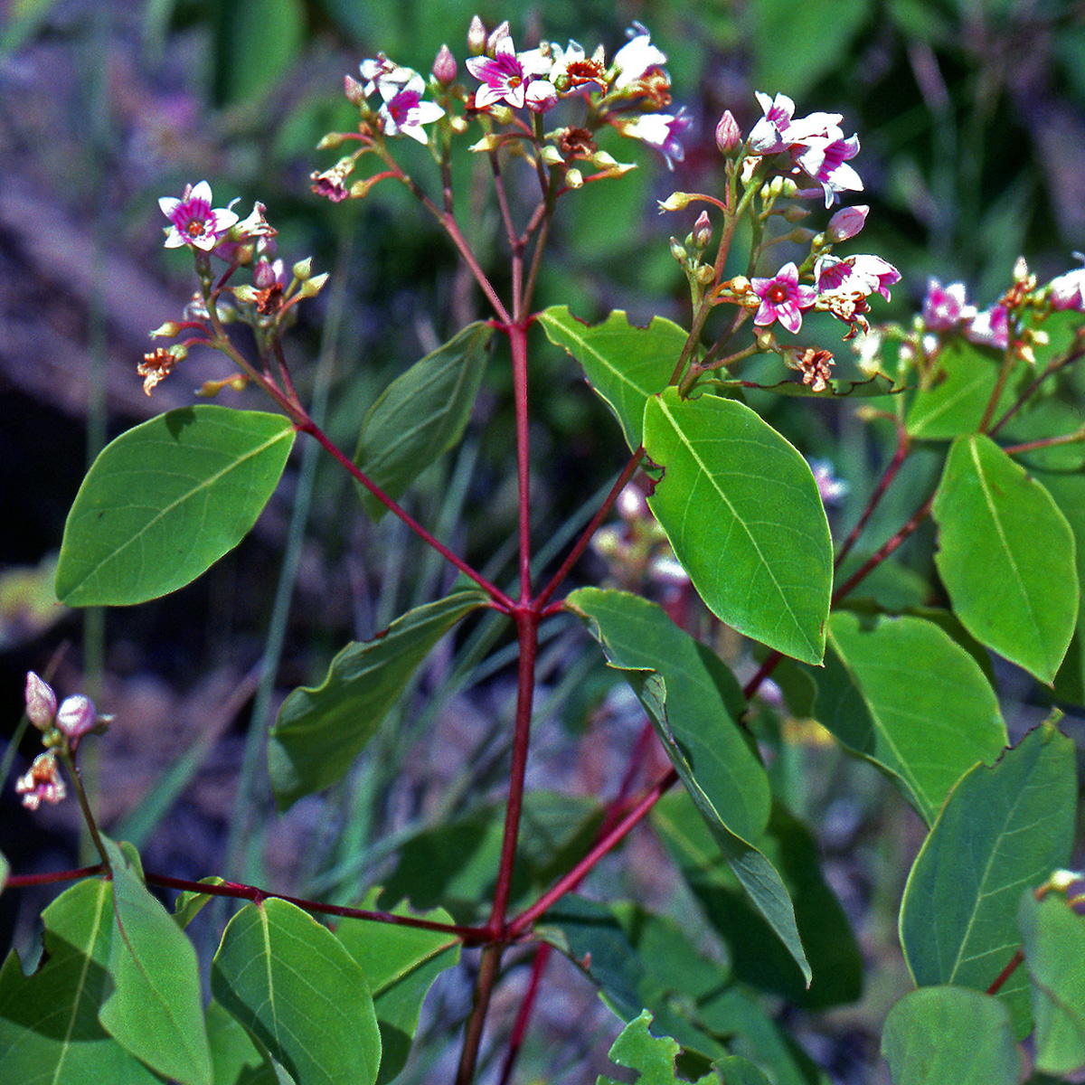 Apocynaceae Apocynum androsaemifolium