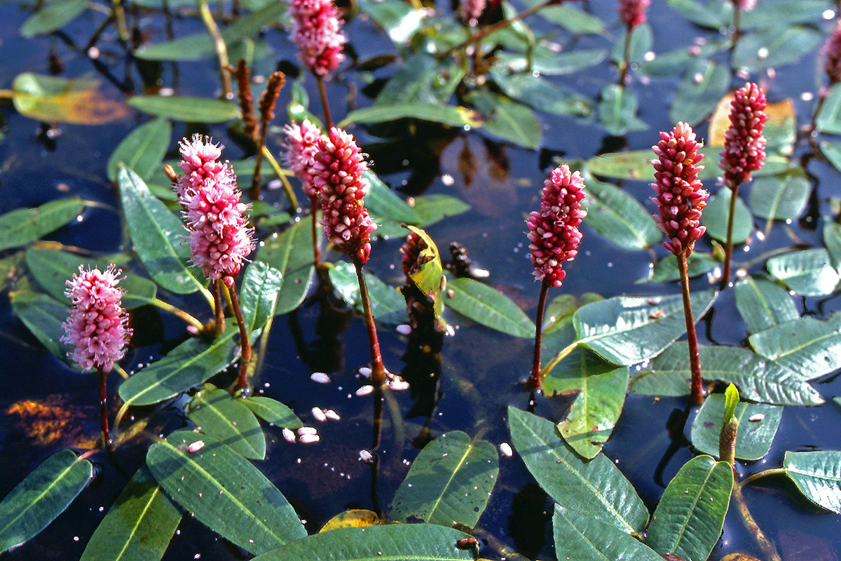 Polygonaceae Persicaria amphibia