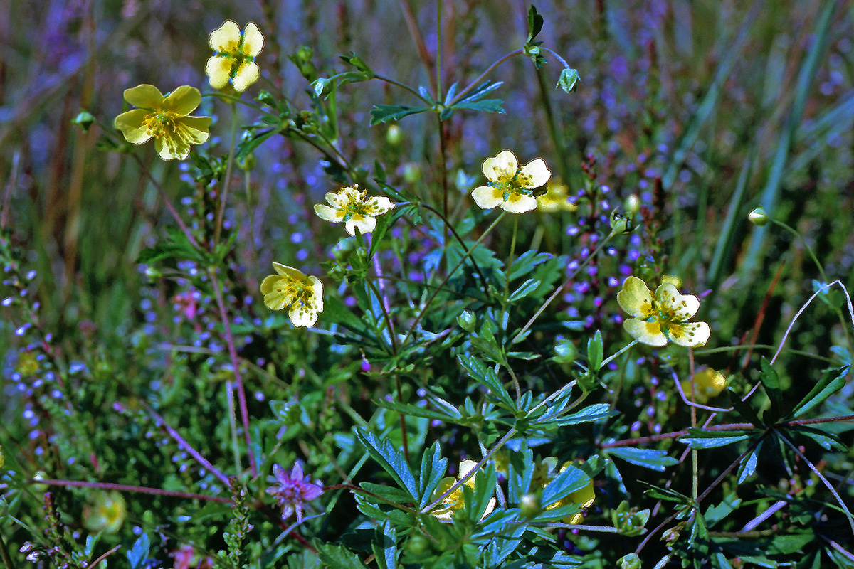 Rosaceae Potentilla erecta