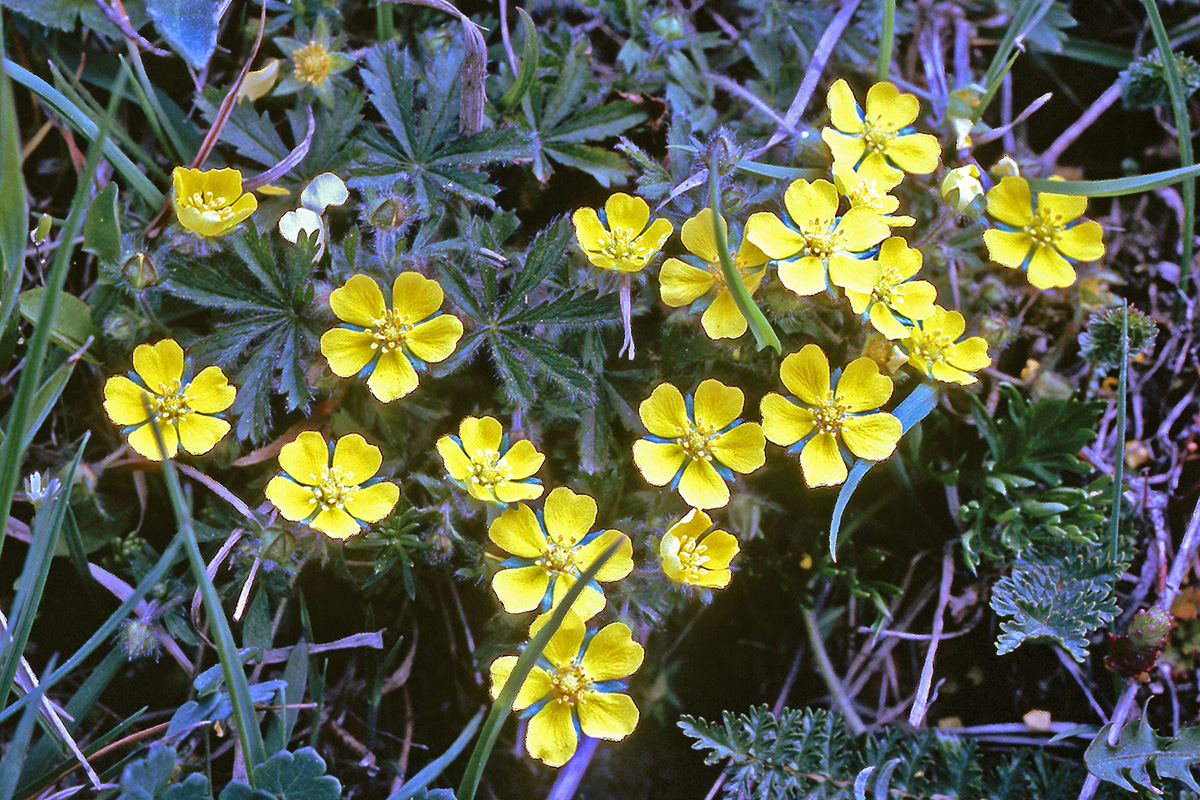 Rosaceae Potentilla heptaphylla
