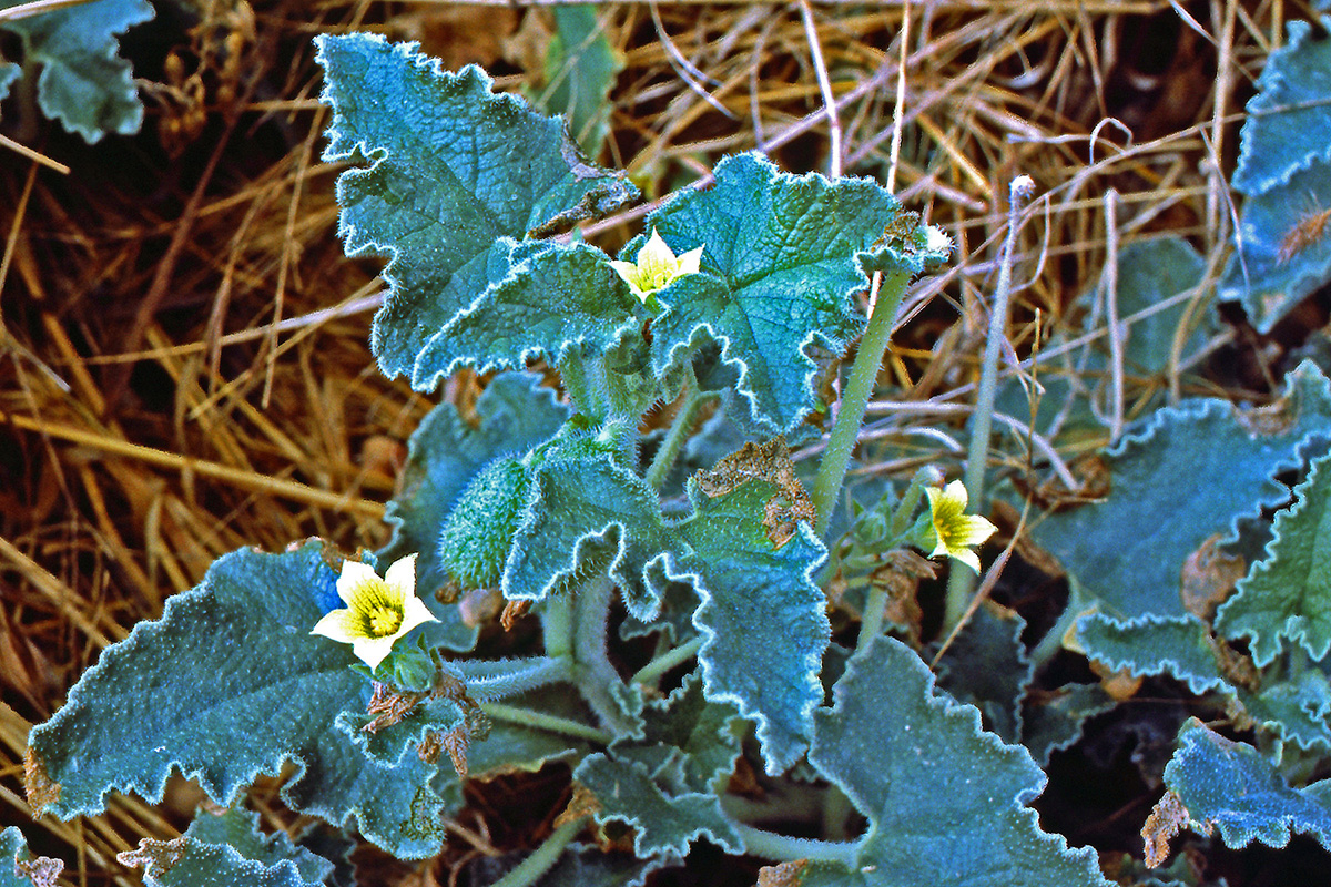 Cucurbitaceae Ecballium elaterium
